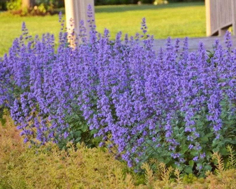 Kerti macskamenta, Nepeta x faassenii, fűszernövény, fűszer